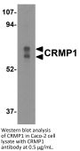 CRMP1 Antibody