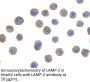 LAMP-2 Antibody
