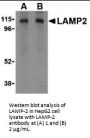 LAMP-2 Antibody