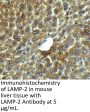 LAMP-2 Antibody