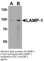 LAMP-1 Antibody