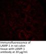 LAMP-1 Antibody
