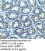 LAMP-1 Antibody