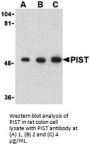 PIST Antibody