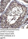 PIST Antibody
