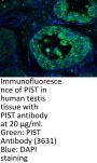 PIST Antibody