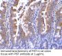 PIST Antibody