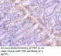 PIST Antibody