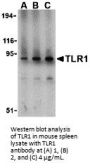 TLR1 Antibody