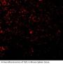 TLR1 Antibody