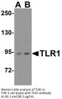 TLR1 Antibody