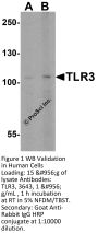 TLR3 Antibody