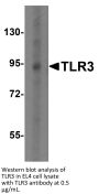 TLR3 Antibody