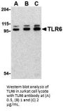 TLR6 Antibody