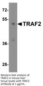 TRAF2 Antibody