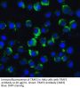 TRAF2 Antibody