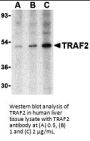 TRAF2 Antibody