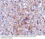 TRAF2 Antibody