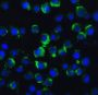 TRAF2 Antibody