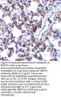 BAP31 Antibody