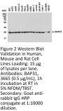 BAP31 Antibody
