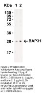 BAP31 Antibody
