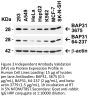 BAP31 Antibody