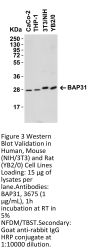 BAP31 Antibody