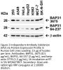 BAP31 Antibody