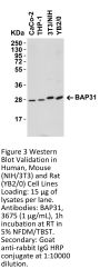 BAP31 Antibody
