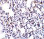 BAP31 Antibody