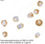 ASK1 Antibody