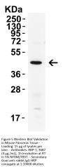 XBP-1 Antibody