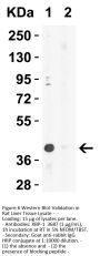 XBP-1 Antibody