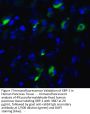 XBP-1 Antibody