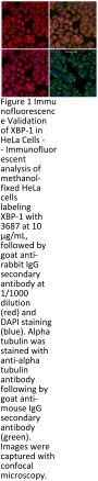 XBP-1 Antibody