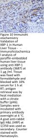 XBP-1 Antibody