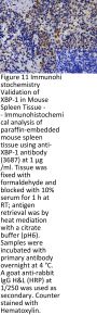 XBP-1 Antibody