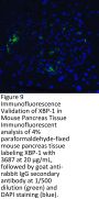 XBP-1 Antibody