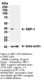 XBP-1 Antibody