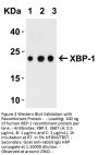 XBP-1 Antibody