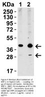 XBP-1 Antibody