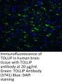 TOLLIP Antibody