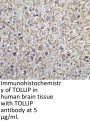 TOLLIP Antibody