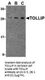 TOLLIP Antibody