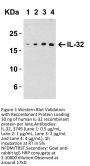 IL-32 Antibody