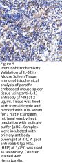 IL-32 Antibody