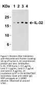 IL-32 Antibody