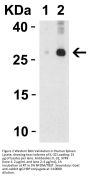 IL-32 Antibody