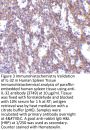 IL-32 Antibody